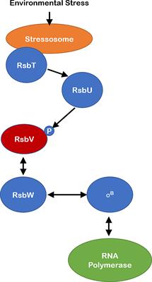 STAS Domain Only Proteins in Bacterial Gene Regulation